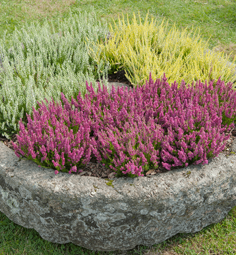 Terra Bella Landscape Design
